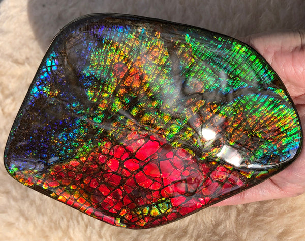 153 x118mmx18m Collector Stone - CS-137  ***FREE SHIPPING****アンモライト　コレクターストーン　ハイグレード ドラゴンスキン