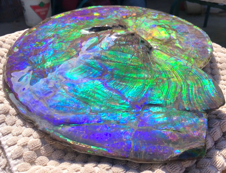 Make an offer! 価格交渉セール Spectacular Ammonite Fossil  