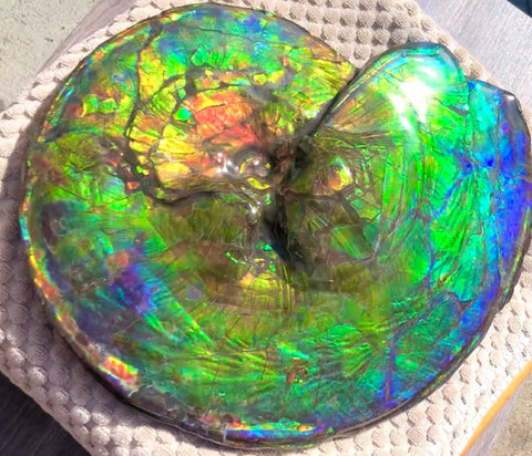 Make an offer! 価格交渉セール Spectacular Ammonite Fossil - Costatum Double sided アンモナイト化石　コスタータム　両面　アンモライト完全体 斑彩石AF-66 FREE SHIPPING