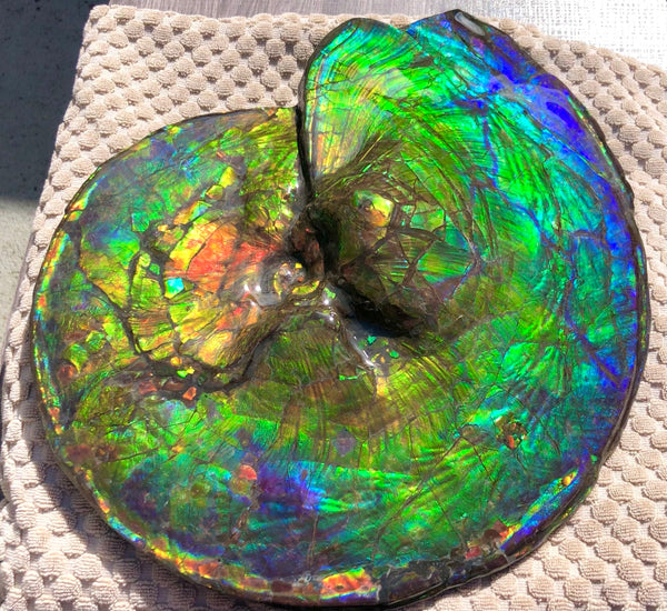 Make an offer! 価格交渉セール Spectacular Ammonite Fossil - Costatum Double sided アンモナイト化石　コスタータム　両面　アンモライト完全体 斑彩石AF-66 FREE SHIPPING