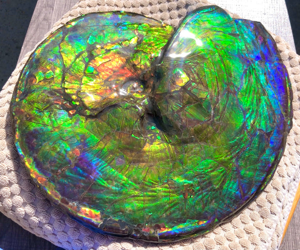 Make an offer! 価格交渉セール Spectacular Ammonite Fossil - Costatum Double sided アンモナイト化石　コスタータム　両面　アンモライト完全体 斑彩石AF-66 FREE SHIPPING