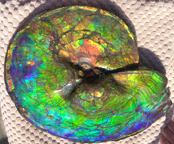 Make an offer! 価格交渉セール Spectacular Ammonite Fossil - Costatum Double sided アンモナイト化石　コスタータム　両面　アンモライト完全体 斑彩石AF-66 FREE SHIPPING