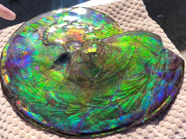 Make an offer! 価格交渉セール Spectacular Ammonite Fossil - Costatum Double sided アンモナイト化石　コスタータム　両面　アンモライト完全体 斑彩石AF-66 FREE SHIPPING