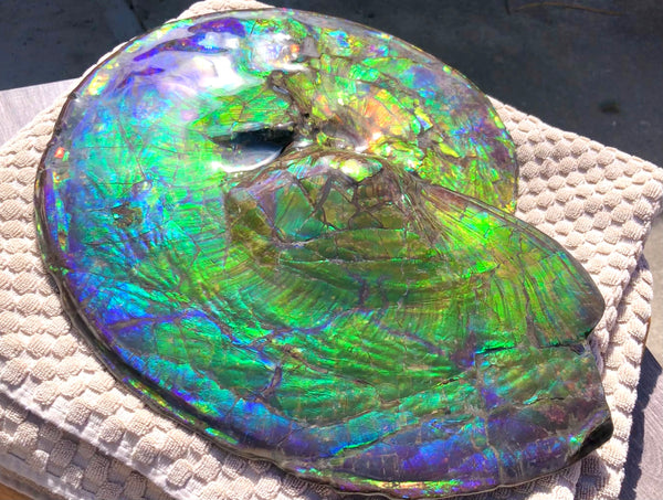 Make an offer! 価格交渉セール Spectacular Ammonite Fossil - Costatum Double sided アンモナイト化石　コスタータム　両面　アンモライト完全体 斑彩石AF-66 FREE SHIPPING