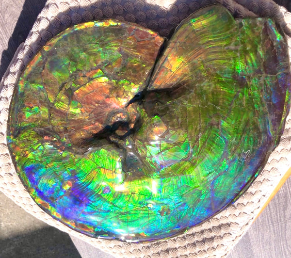 Make an offer! 価格交渉セール Spectacular Ammonite Fossil - Costatum Double sided アンモナイト化石　コスタータム　両面　アンモライト完全体 斑彩石AF-66 FREE SHIPPING