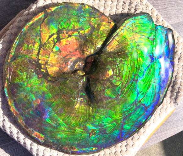 Make an offer! 価格交渉セール Spectacular Ammonite Fossil - Costatum Double sided アンモナイト化石　コスタータム　両面　アンモライト完全体 斑彩石AF-66 FREE SHIPPING