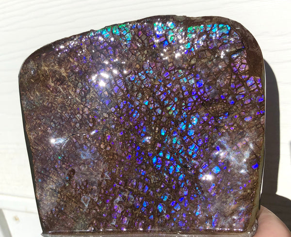 Purple Blue Dragon Skin Collector Stone Double Sided Specimen - CS-207***FREE SHIPPING****アンモライト　コレクターストーン