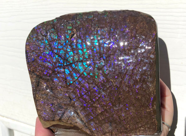 Purple Blue Dragon Skin Collector Stone Double Sided Specimen - CS-207***FREE SHIPPING****アンモライト　コレクターストーン