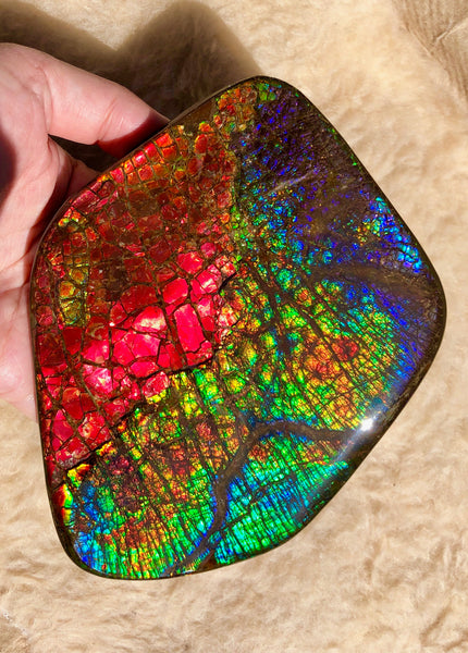 153 x118mmx18m Collector Stone - CS-137  ***FREE SHIPPING****アンモライト　コレクターストーン　ハイグレード ドラゴンスキン