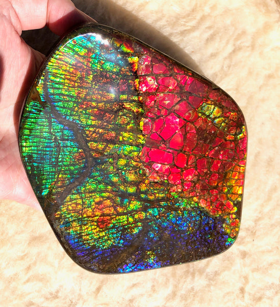 153 x118mmx18m Collector Stone - CS-137  ***FREE SHIPPING****アンモライト　コレクターストーン　ハイグレード ドラゴンスキン