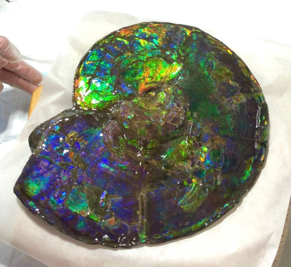 Make an offer! 価格交渉セール Spectacular Ammonite Fossil - Costatum Double sided アンモナイト化石　コスタータム　両面　アンモライト完全体 斑彩石AF-66 FREE SHIPPING