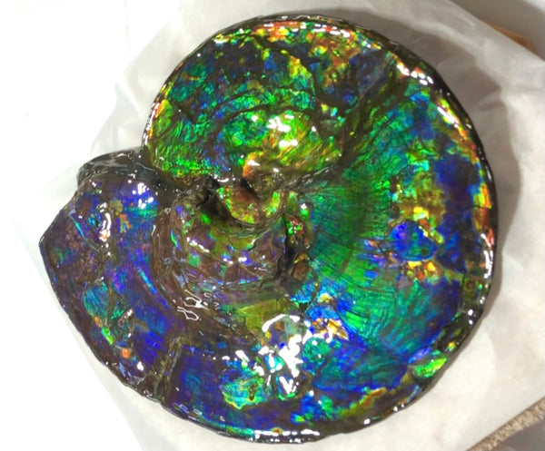 Make an offer! 価格交渉セール Spectacular Ammonite Fossil - Costatum Double sided アンモナイト化石　コスタータム　両面　アンモライト完全体 斑彩石AF-66 FREE SHIPPING