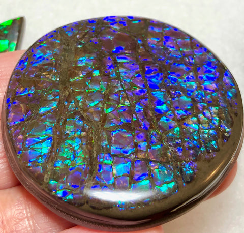 52x 51 x 7 mm Coated Free Form Dragonskin - FFC81   - アンモライト　ルース　