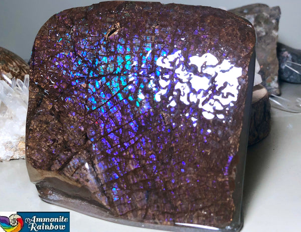 Purple Blue Dragon Skin Collector Stone Double Sided Specimen - CS-207***FREE SHIPPING****アンモライト　コレクターストーン