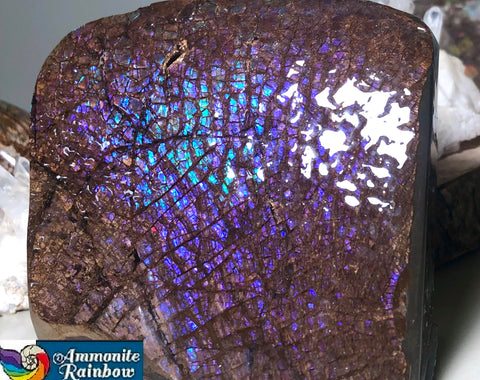 Purple Blue Dragon Skin Collector Stone Double Sided Specimen - CS-207***FREE SHIPPING****アンモライト　コレクターストーン