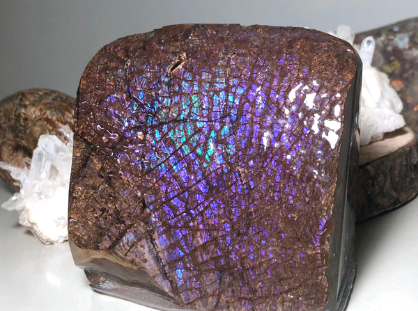 Purple Blue Dragon Skin Collector Stone Double Sided Specimen - CS-207***FREE SHIPPING****アンモライト　コレクターストーン