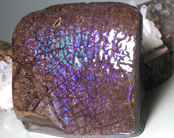 Purple Blue Dragon Skin Collector Stone Double Sided Specimen - CS-207***FREE SHIPPING****アンモライト　コレクターストーン