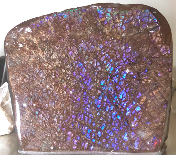 Purple Blue Dragon Skin Collector Stone Double Sided Specimen - CS-207***FREE SHIPPING****アンモライト　コレクターストーン