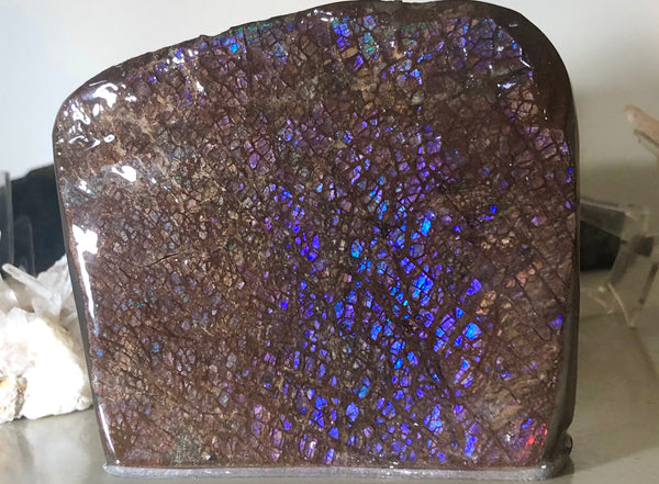 Purple Blue Dragon Skin Collector Stone Double Sided Specimen - CS-207***FREE SHIPPING****アンモライト　コレクターストーン