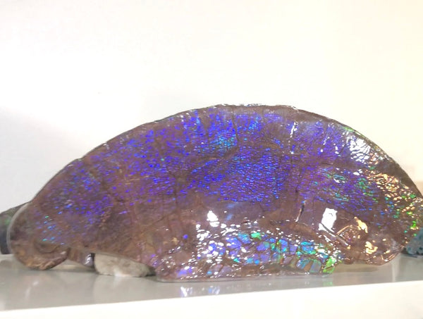AF-56 HUGE Placenticeras  Canadian Ammolite  Ammonite Partial Fossil  Huge Specimen FREE SHIPPING! アンモライト両面巨大標本！　送料無料！