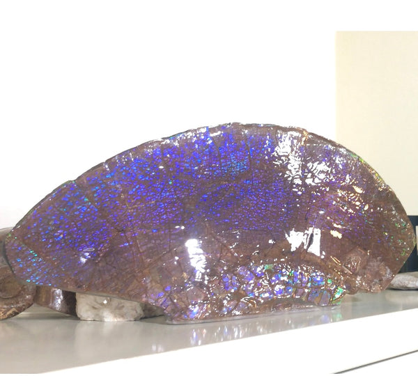 AF-56 HUGE Placenticeras  Canadian Ammolite  Ammonite Partial Fossil  Huge Specimen FREE SHIPPING! アンモライト両面巨大標本！　送料無料！