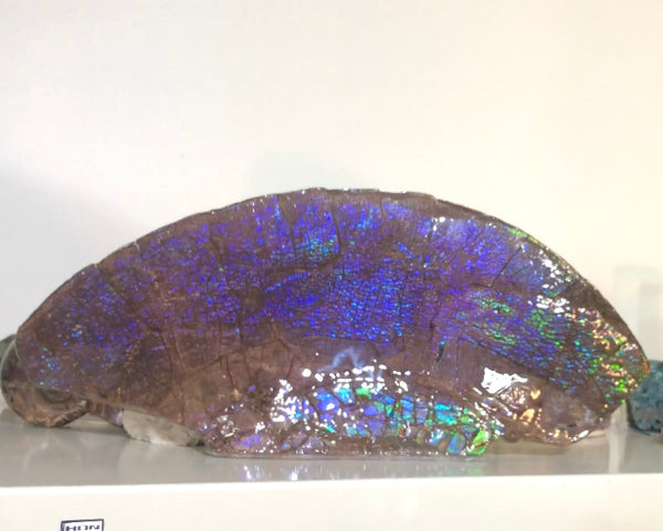 AF-56 HUGE Placenticeras  Canadian Ammolite  Ammonite Partial Fossil  Huge Specimen FREE SHIPPING! アンモライト両面巨大標本！　送料無料！