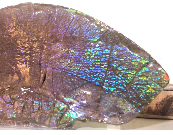 AF-56 HUGE Placenticeras  Canadian Ammolite  Ammonite Partial Fossil  Huge Specimen FREE SHIPPING! アンモライト両面巨大標本！　送料無料！