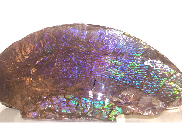 AF-56 HUGE Placenticeras  Canadian Ammolite  Ammonite Partial Fossil  Huge Specimen FREE SHIPPING! アンモライト両面巨大標本！　送料無料！