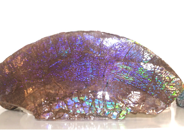 AF-56 HUGE Placenticeras  Canadian Ammolite  Ammonite Partial Fossil  Huge Specimen FREE SHIPPING! アンモライト両面巨大標本！　送料無料！