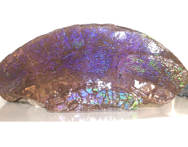 AF-56 HUGE Placenticeras  Canadian Ammolite  Ammonite Partial Fossil  Huge Specimen FREE SHIPPING! アンモライト両面巨大標本！　送料無料！