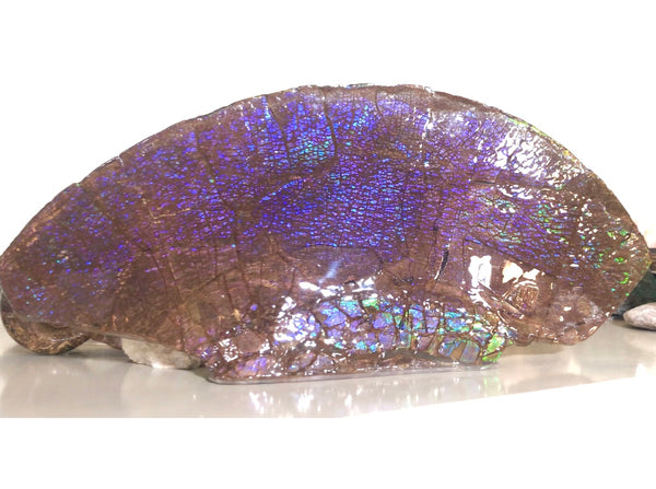 AF-56 HUGE Placenticeras  Canadian Ammolite  Ammonite Partial Fossil  Huge Specimen FREE SHIPPING! アンモライト両面巨大標本！　送料無料！