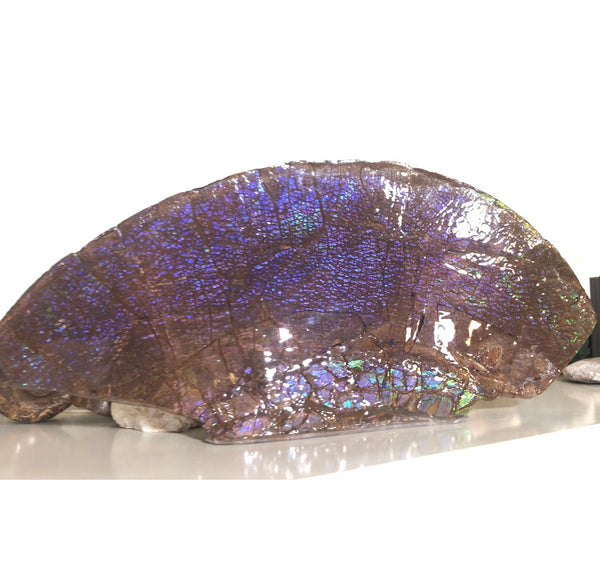 AF-56 HUGE Placenticeras  Canadian Ammolite  Ammonite Partial Fossil  Huge Specimen FREE SHIPPING! アンモライト両面巨大標本！　送料無料！