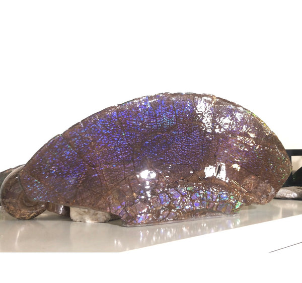 AF-56 HUGE Placenticeras  Canadian Ammolite  Ammonite Partial Fossil  Huge Specimen FREE SHIPPING! アンモライト両面巨大標本！　送料無料！