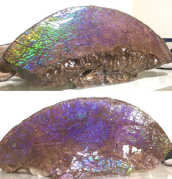 AF-56 HUGE Placenticeras  Canadian Ammolite  Ammonite Partial Fossil  Huge Specimen FREE SHIPPING! アンモライト両面巨大標本！　送料無料！