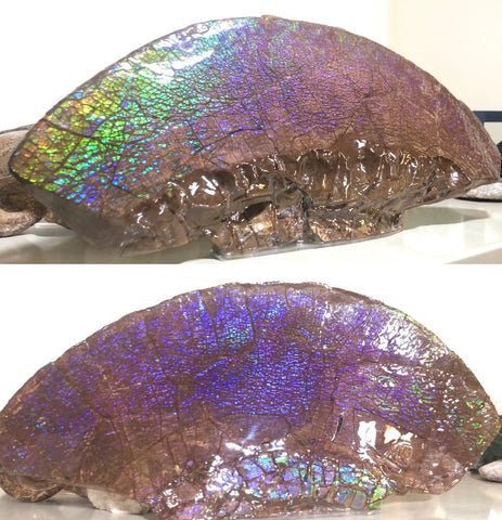 AF-56 HUGE Placenticeras  Canadian Ammolite  Ammonite Partial Fossil  Huge Specimen FREE SHIPPING! アンモライト両面巨大標本！　送料無料！