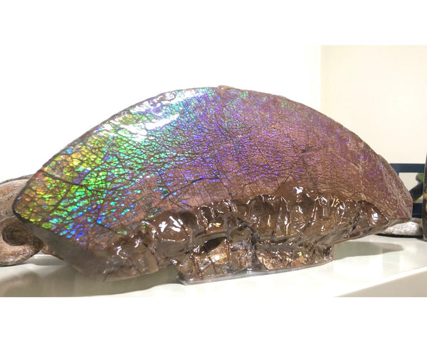 AF-56 HUGE Placenticeras  Canadian Ammolite  Ammonite Partial Fossil  Huge Specimen FREE SHIPPING! アンモライト両面巨大標本！　送料無料！