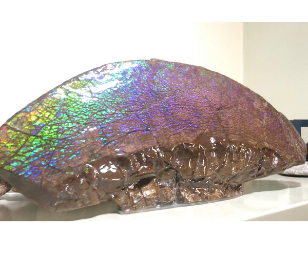 AF-56 HUGE Placenticeras  Canadian Ammolite  Ammonite Partial Fossil  Huge Specimen FREE SHIPPING! アンモライト両面巨大標本！　送料無料！