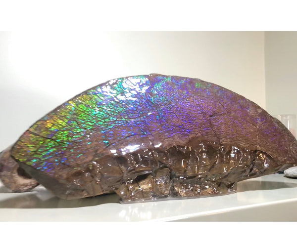AF-56 HUGE Placenticeras  Canadian Ammolite  Ammonite Partial Fossil  Huge Specimen FREE SHIPPING! アンモライト両面巨大標本！　送料無料！