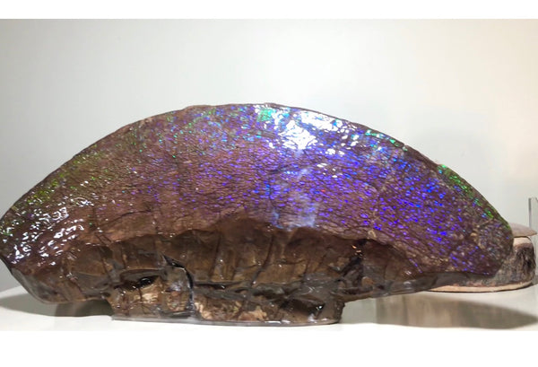 AF-56 HUGE Placenticeras  Canadian Ammolite  Ammonite Partial Fossil  Huge Specimen FREE SHIPPING! アンモライト両面巨大標本！　送料無料！