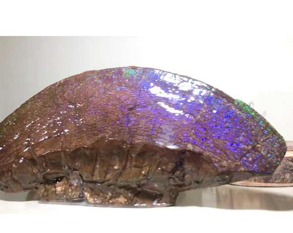 AF-56 HUGE Placenticeras  Canadian Ammolite  Ammonite Partial Fossil  Huge Specimen FREE SHIPPING! アンモライト両面巨大標本！　送料無料！
