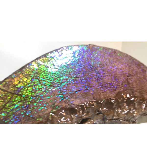 AF-56 HUGE Placenticeras  Canadian Ammolite  Ammonite Partial Fossil  Huge Specimen FREE SHIPPING! アンモライト両面巨大標本！　送料無料！