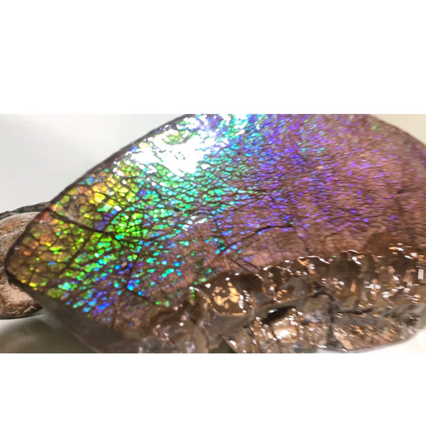 AF-56 HUGE Placenticeras  Canadian Ammolite  Ammonite Partial Fossil  Huge Specimen FREE SHIPPING! アンモライト両面巨大標本！　送料無料！