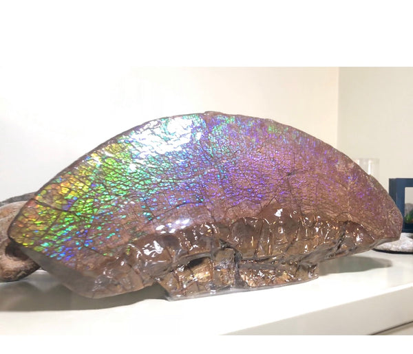 AF-56 HUGE Placenticeras  Canadian Ammolite  Ammonite Partial Fossil  Huge Specimen FREE SHIPPING! アンモライト両面巨大標本！　送料無料！