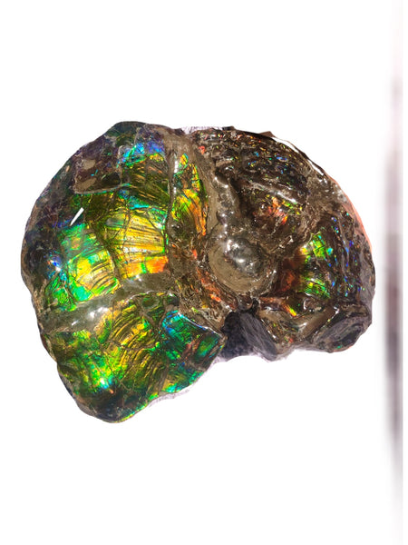 AF-48 アンモライト Placenticeras Intercalare  インターカラレ152x101x31mm Free Shipping  送料無料AF-48  Ammolite  Ammonite Fossil