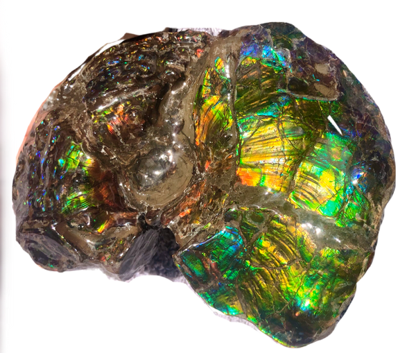 AF-48 アンモライト Placenticeras Intercalare  インターカラレ152x101x31mm Free Shipping  送料無料AF-48  Ammolite  Ammonite Fossil