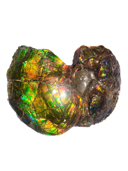 AF-48 アンモライト Placenticeras Intercalare  インターカラレ152x101x31mm Free Shipping  送料無料AF-48  Ammolite  Ammonite Fossil