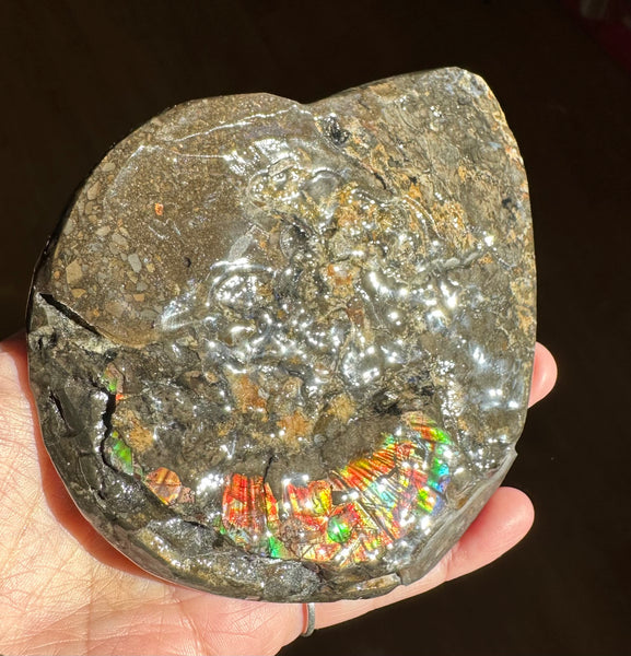5.3" AF-84  Ammonite Fossil - Placenticeras Meeki　Ammolite **FREE SHIPPING***　