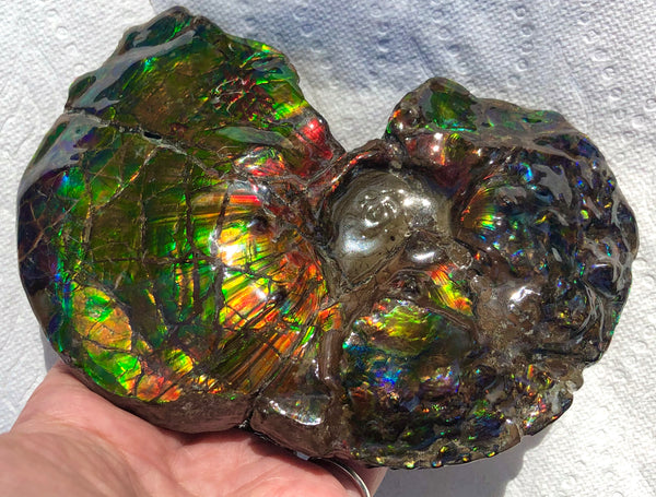 AF-48 アンモライト Placenticeras Intercalare  インターカラレ152x101x31mm Free Shipping  送料無料AF-48  Ammolite  Ammonite Fossil