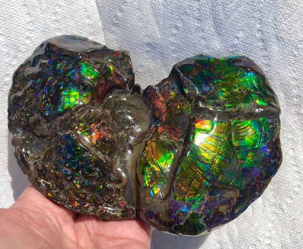 AF-48 アンモライト Placenticeras Intercalare  インターカラレ152x101x31mm Free Shipping  送料無料AF-48  Ammolite  Ammonite Fossil