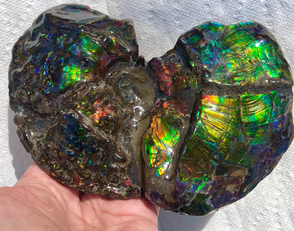 AF-48 アンモライト Placenticeras Intercalare  インターカラレ152x101x31mm Free Shipping  送料無料AF-48  Ammolite  Ammonite Fossil